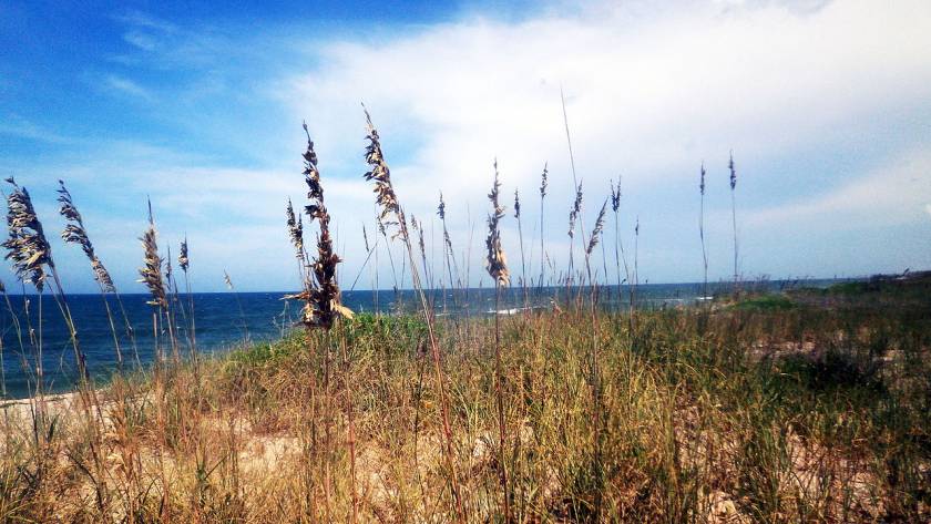 Hutchinson Island Florida Sea Oats