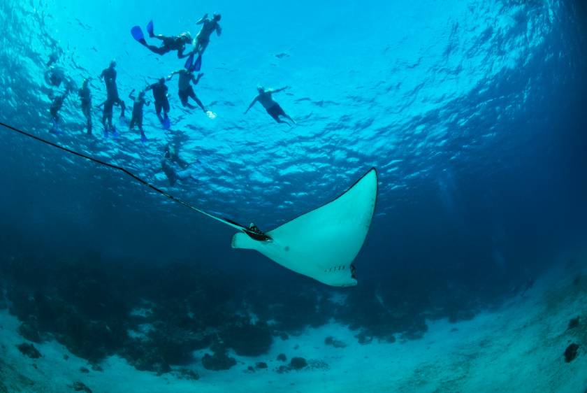 Snorkel Hol Chan Marine Reserve